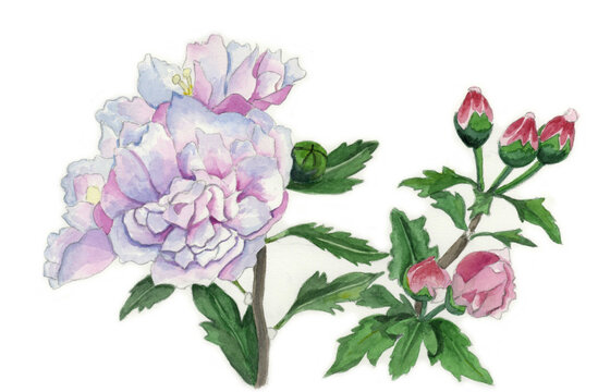 花の絵／タチアオイ。花の表情を華やかにかわいく素直に表現した水彩画です。花好きな一人の作家による作品集です。