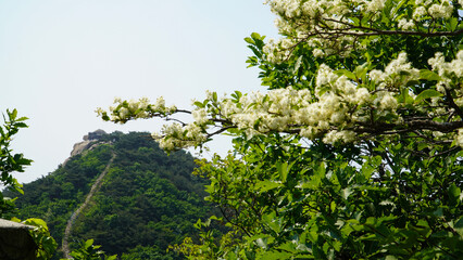 En las montañas de verano florecieron flores de madera colorida.