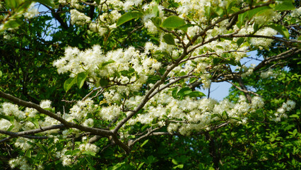 En las montañas de verano florecieron flores de madera colorida.