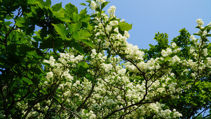 En las montañas de verano florecieron flores de madera colorida.