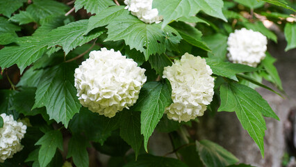 La sopa de agua (hydrangea) floreció grande y codiciosa.En el fondo de las hojas azules, se decora...