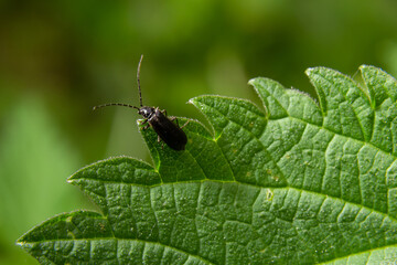 soldier beetle, Cantharis obscura, on grass inflorescence