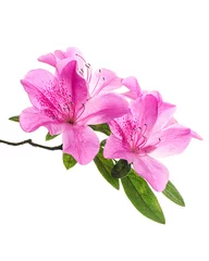 Poster Azalée Azaleas flowers with leaves, Pink flowers isolated on white background with clipping path
