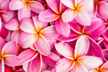 Stof per meter frangipani plumeria bloem achtergrond. © tienuskin