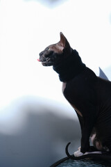 black sphinx cat on a white background