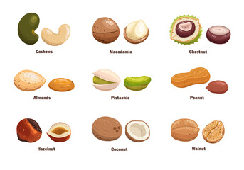 Nuts set. Nuts in the shell and without illustration. Cashews, macadamia, chestnut, pistachios, almonds, peanuts, hazelnuts, coconut, walnuts. Useful natural product.