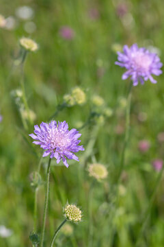 Flower meadow with blooming field scabious (Knautia arvensis).