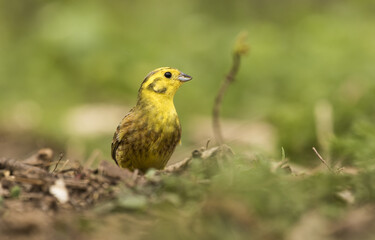 Goldammer (Emberiza citrinella ) steht auf  dem Boden , in den Eichwerder Moorwiesen , in Brandenburg 