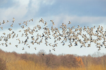 Large fall migration of hundreds of common woodpigeon (Columba palumbus).