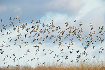 Large fall migration of hundreds of common woodpigeon (Columba palumbus).