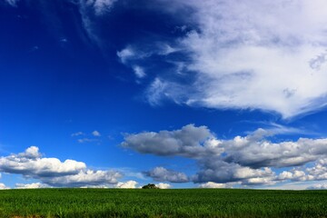 green field and blue sky