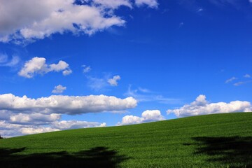 Fototapeta premium field and blue sky