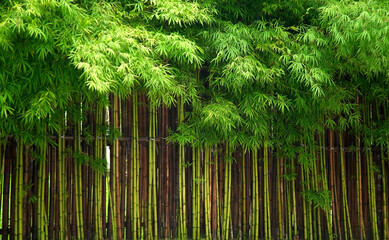 Rows of green bamboo trees background                             