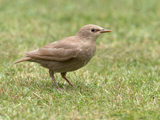young leucistic Starling