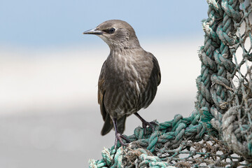 young Starling perched on lobster pot