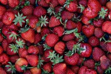 Lots of fresh red strawberries in a box after harvesting at an organic strawberry farm. Strawberries are ready for export. The concept of agriculture and ecological fruit growing. Strawberry backgroun