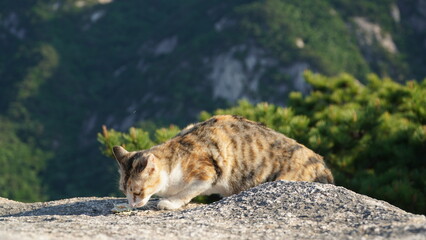 Obraz premium Un gato de tres colores que está comiendo deliciosamente las pechugas de pollo en una roca de montaña con viento.