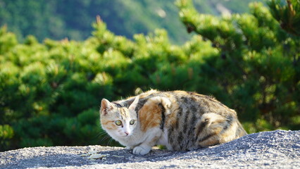 Un gato de tres colores que está comiendo deliciosamente las pechugas de pollo en una roca de...