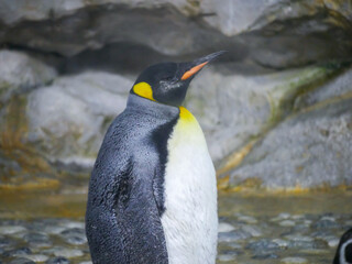 king penguin (Aptenodytes patagonicus) is the second largest species of penguin roaming in mountain rocks