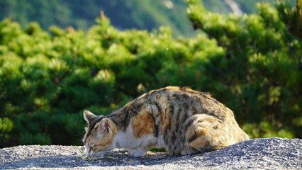 Un gato de tres colores que está comiendo deliciosamente las pechugas de pollo en una roca de montaña con viento.