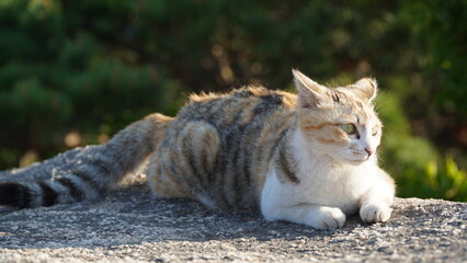 Un gato débil y joven de tres colores que está atrasado en la competencia.