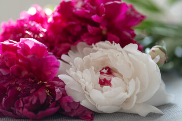 Delicate white peony bud in a bouquet of bright pink peonies. Soft focus of morning light on peony buds. Bouquet of peonies.