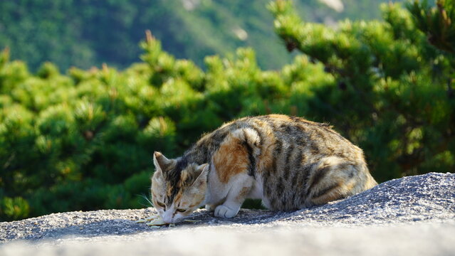 Un gato de tres colores que est&aacute; comiendo deliciosamente las pechugas de pollo en una roca de monta&ntilde;a con viento.