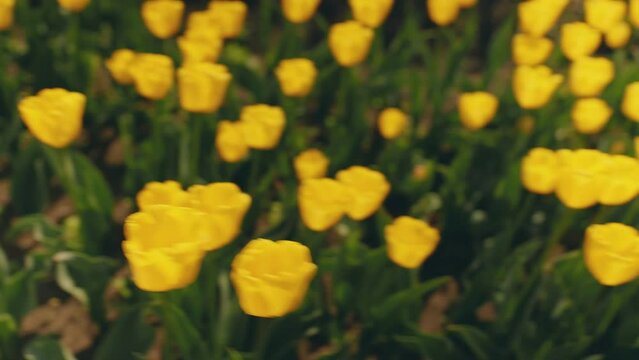 lot of yellow tulips on a field close-up