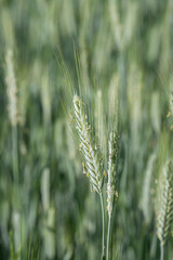 Closeup of two blooming rye ears (Secale cereale).