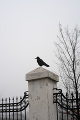 crow on fence