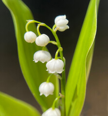 Lily-of-the-valley, Convallaria majalis