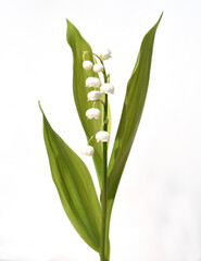 Lily-of-the-valley, Convallaria majalis