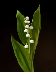 Wandaufkleber Lily-of-the-valley, Convallaria majalis © Ruckszio