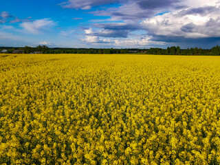 Fototapeta premium Drone shot from the top of a crop field. Farmers planted crops. Rapeseed fields bloom and grow beautifully