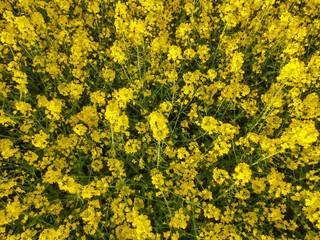 Drone shot from the top of a crop field. Farmers planted crops. Rapeseed fields bloom and grow beautifully