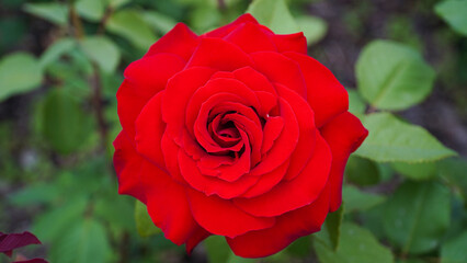 Red roses, red roses on a cloudy day, please the mind.