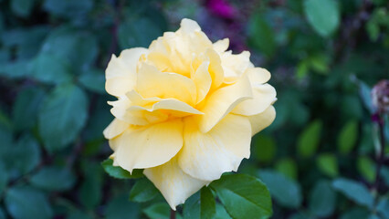 a yellow rose