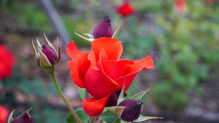 Fototapeta premium Red roses, red roses on a cloudy day, please the mind.