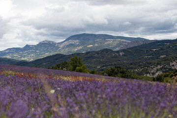 Fototapeta na wymiar Lavender field south of France