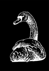 Vector swan isolated on black, graphical drawing 