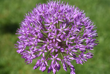 Ornamental Lily, Giant Lily
