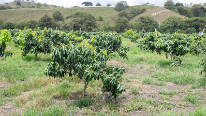 Fototapeta na wymiar Tommy Atkins Mango cultivation in Andalusia Valle del Cauca Colombia. Tropical fruits.