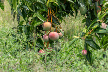 Tommy Atkins Mango cultivation in Andalusia Valle del Cauca Colombia. Tropical fruits.