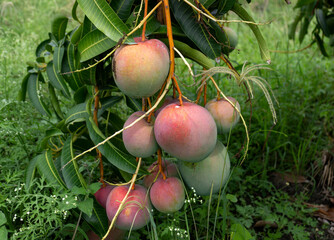 Tommy Atkins Mango cultivation in Andalusia Valle del Cauca Colombia. Tropical fruits.