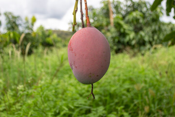 Tommy Atkins Mango cultivation in Andalusia Valle del Cauca Colombia. Tropical fruits.