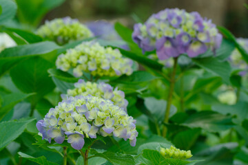 アジサイが色づく高橋是清翁公園