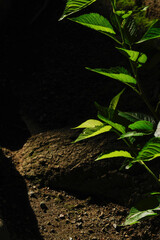 東京港区赤坂7丁目の風景