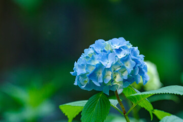 アジサイが色づく高橋是清翁公園