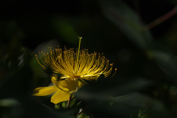 ビヨウヤナギが黄金に輝く