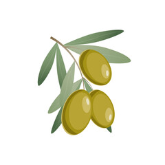 Green olives on branch with leaves, vector illustration in flat style on white background